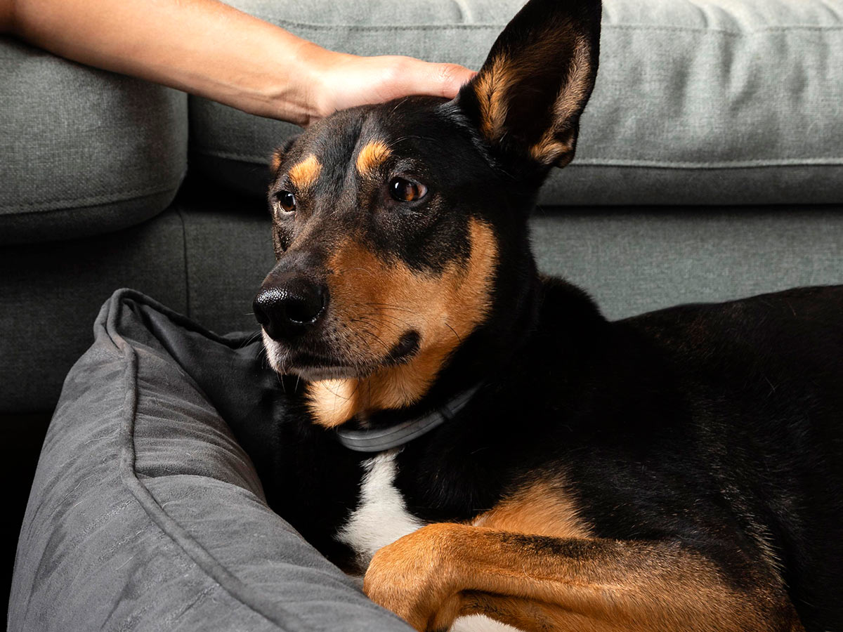 black and brown shorthaired dog being pet by their owner while resting in their dog bed