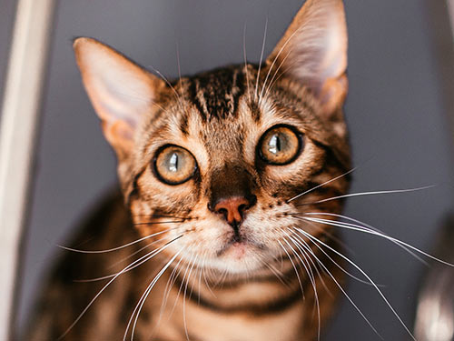closeup-of-curious-bengal-cat-500x375-1 closeup of a curious bengal cat