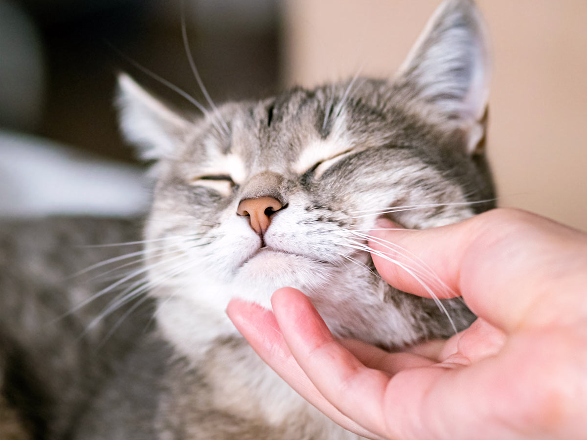 closeup of a gray cat enjoying some chin scratches