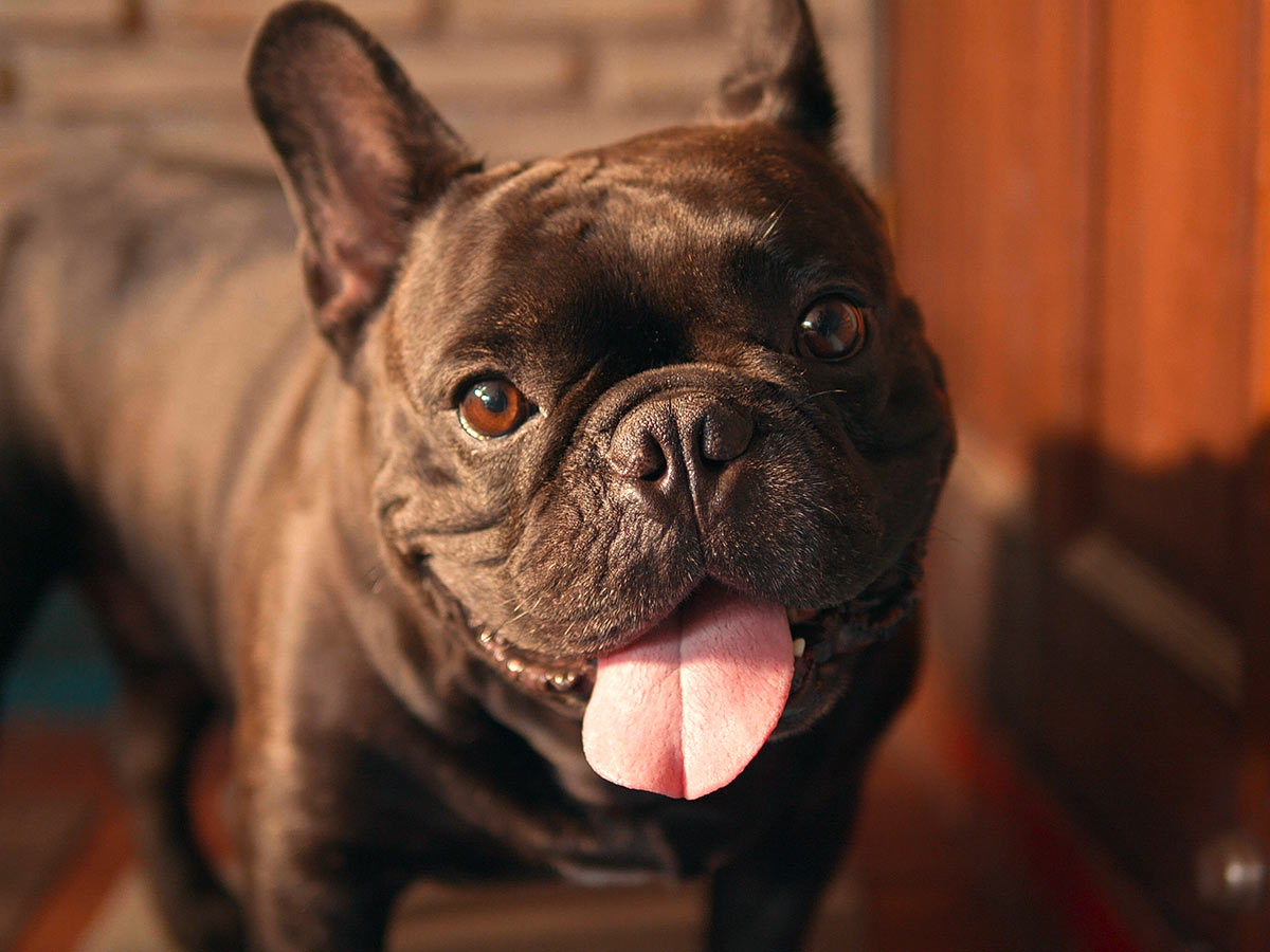 closeup of a happy black french bulldog