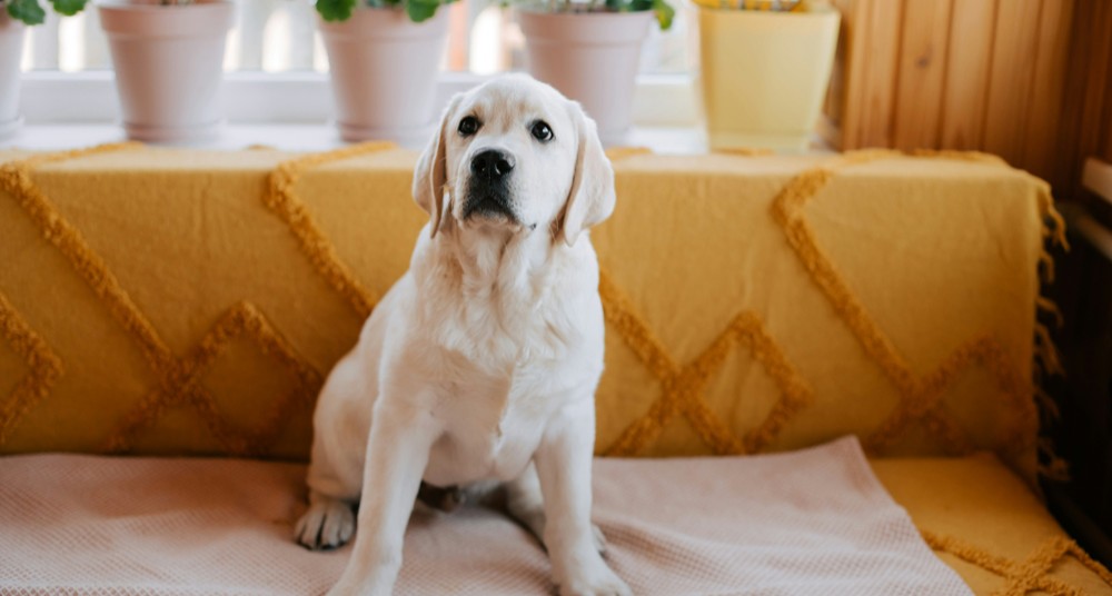 cream puppy sitting attentively cream puppy sitting attentively