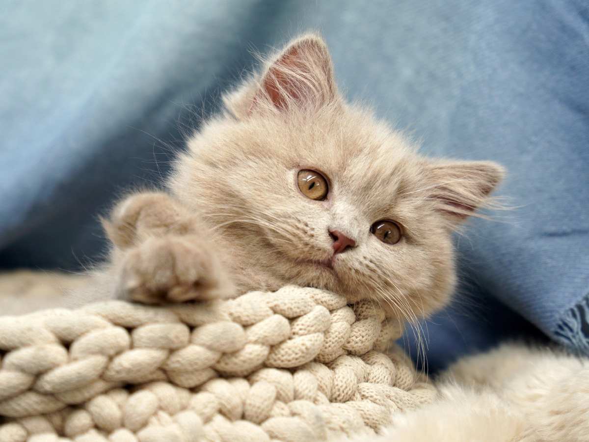 Cute kitten in knitted basket