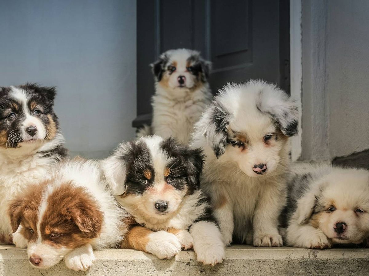 adorable australian shepherd puppies resting