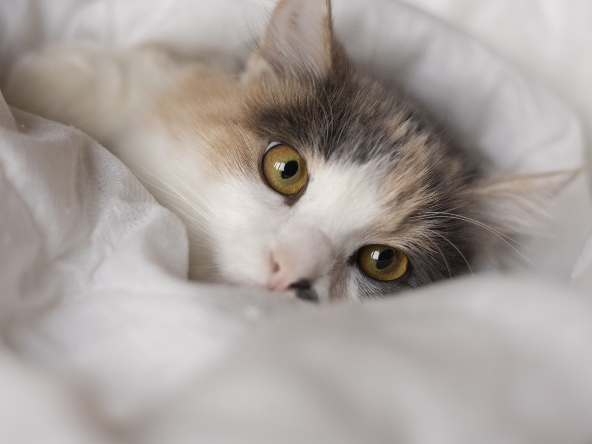 curious cat peeking white bed