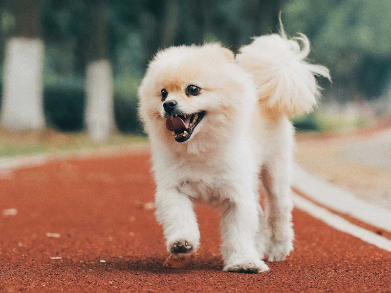 fluffy white dog running