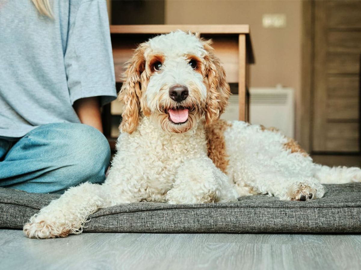 goldendoodle dog on cushion