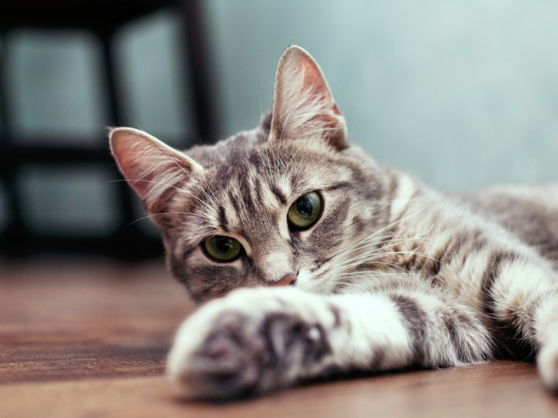 gray tabby cat lying down
