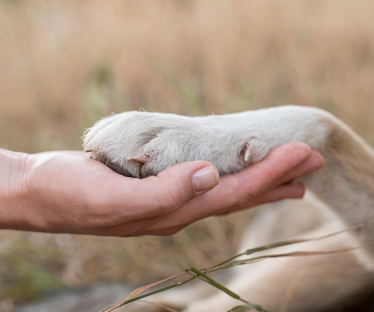 hand gently holding dog paw