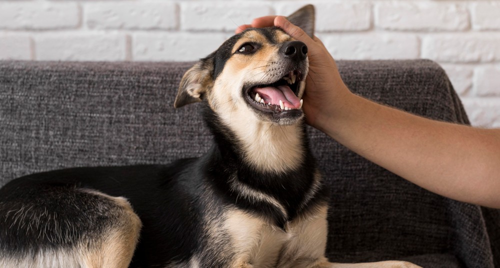 hand petting happy dog hand petting happy dog