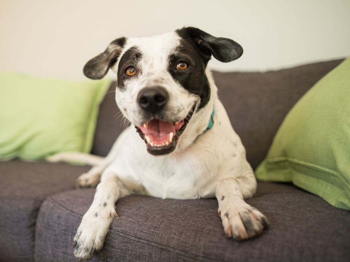 happy black and white dog