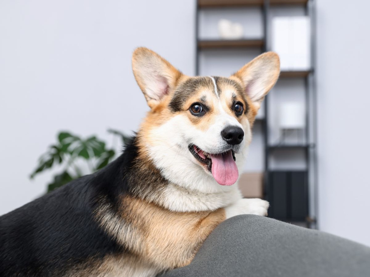 happy corgi on couch