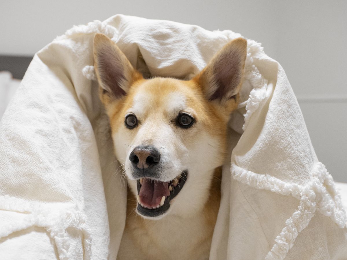 happy dog in blanket