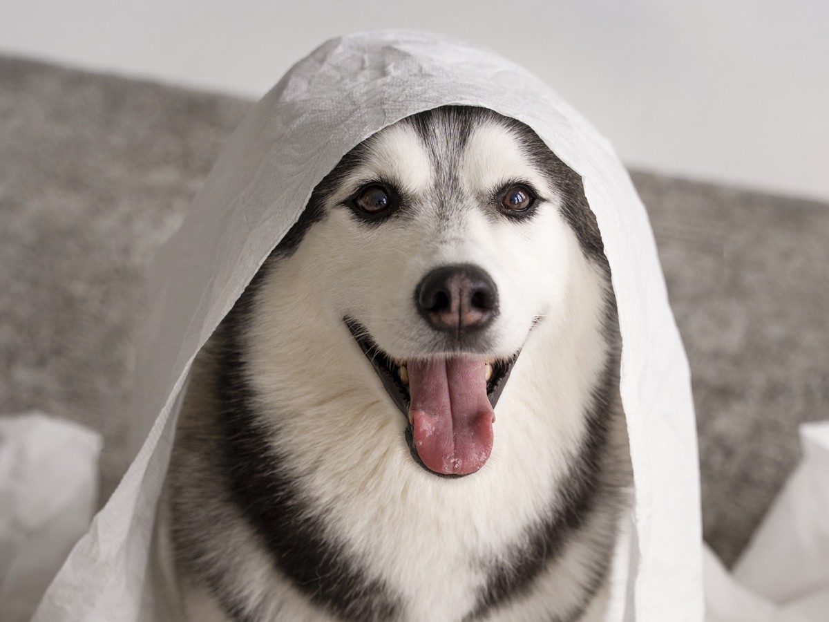 happy husky under toilet paper
