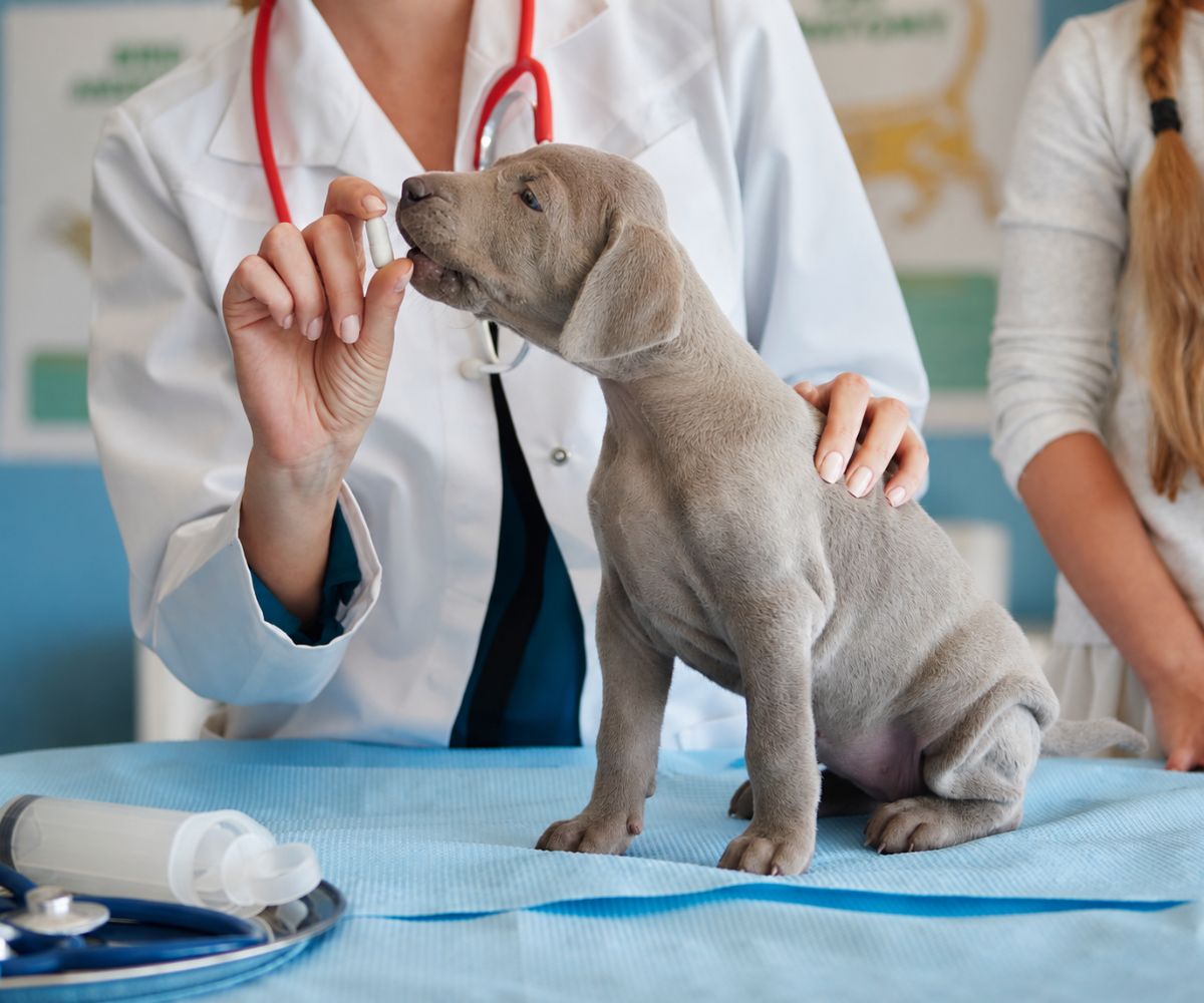 puppy taking medicine veterinarian