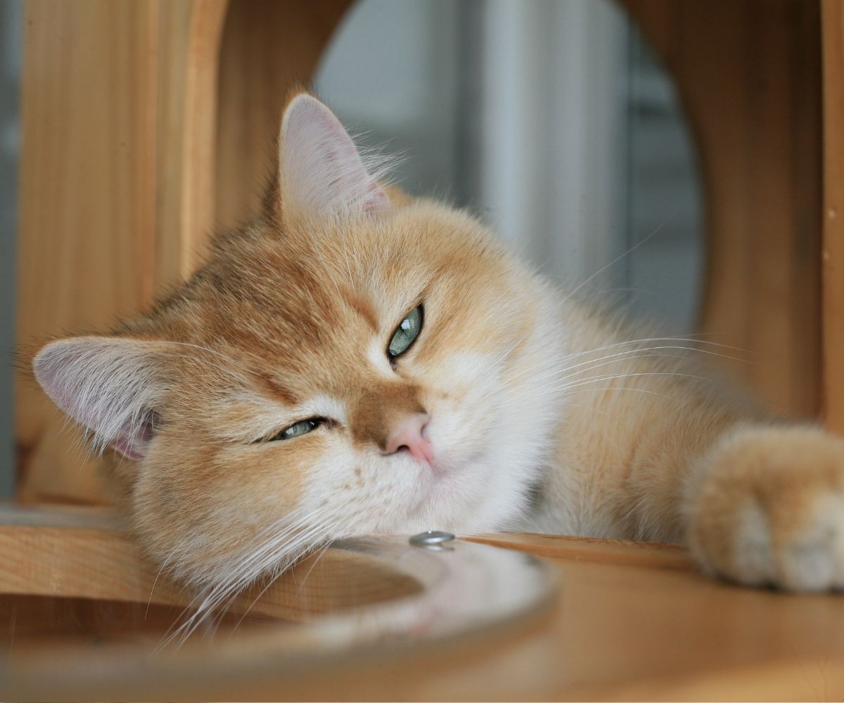 relaxed cream cat green eyes