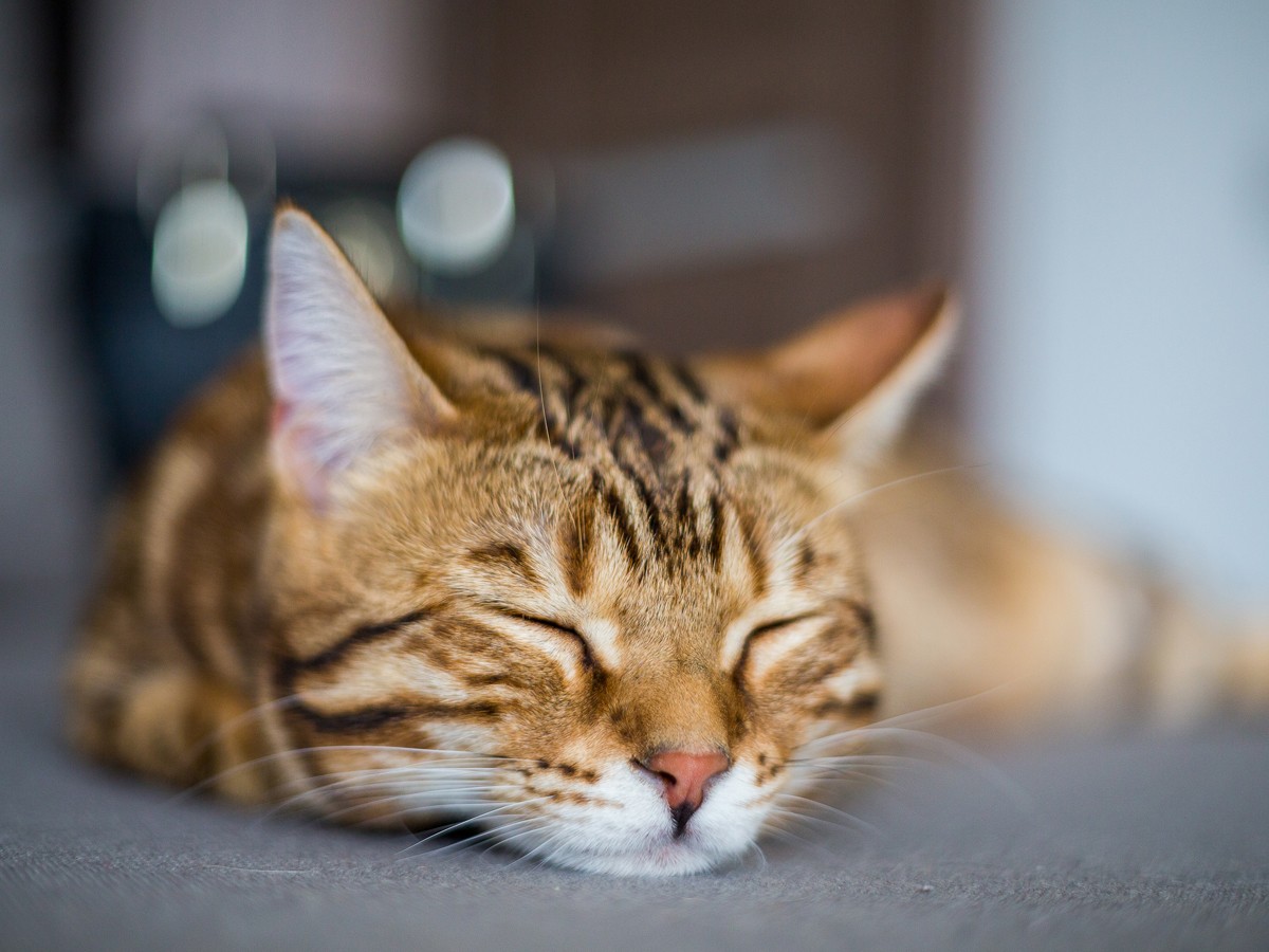 sleeping tabby cat closeup