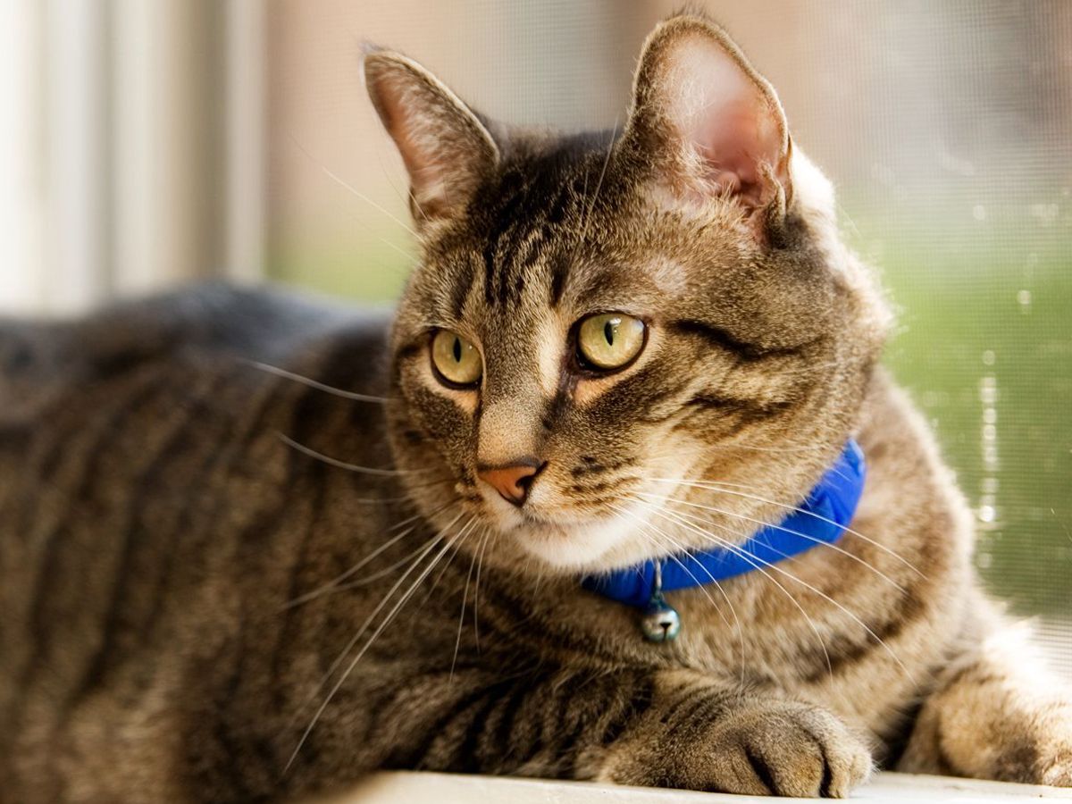 tabby cat blue collar