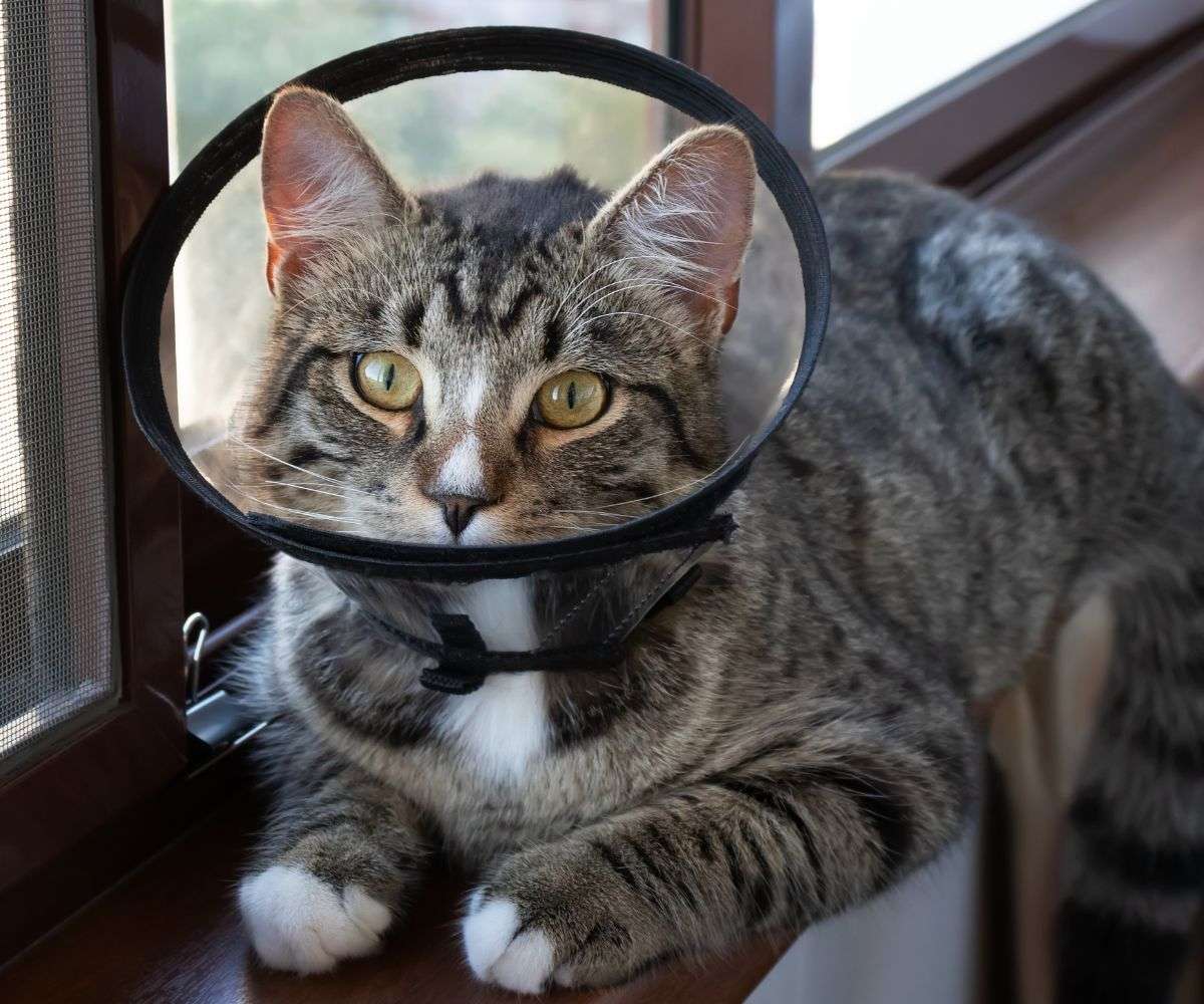 tabby cat in cone