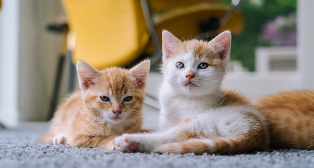 two orange tabby kittens two orange tabby kittens
