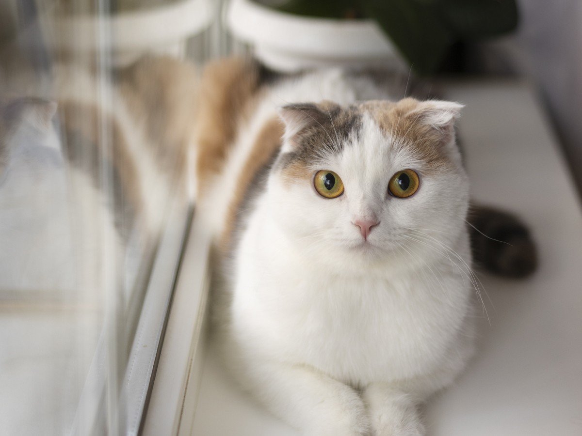 white and brown cat looking